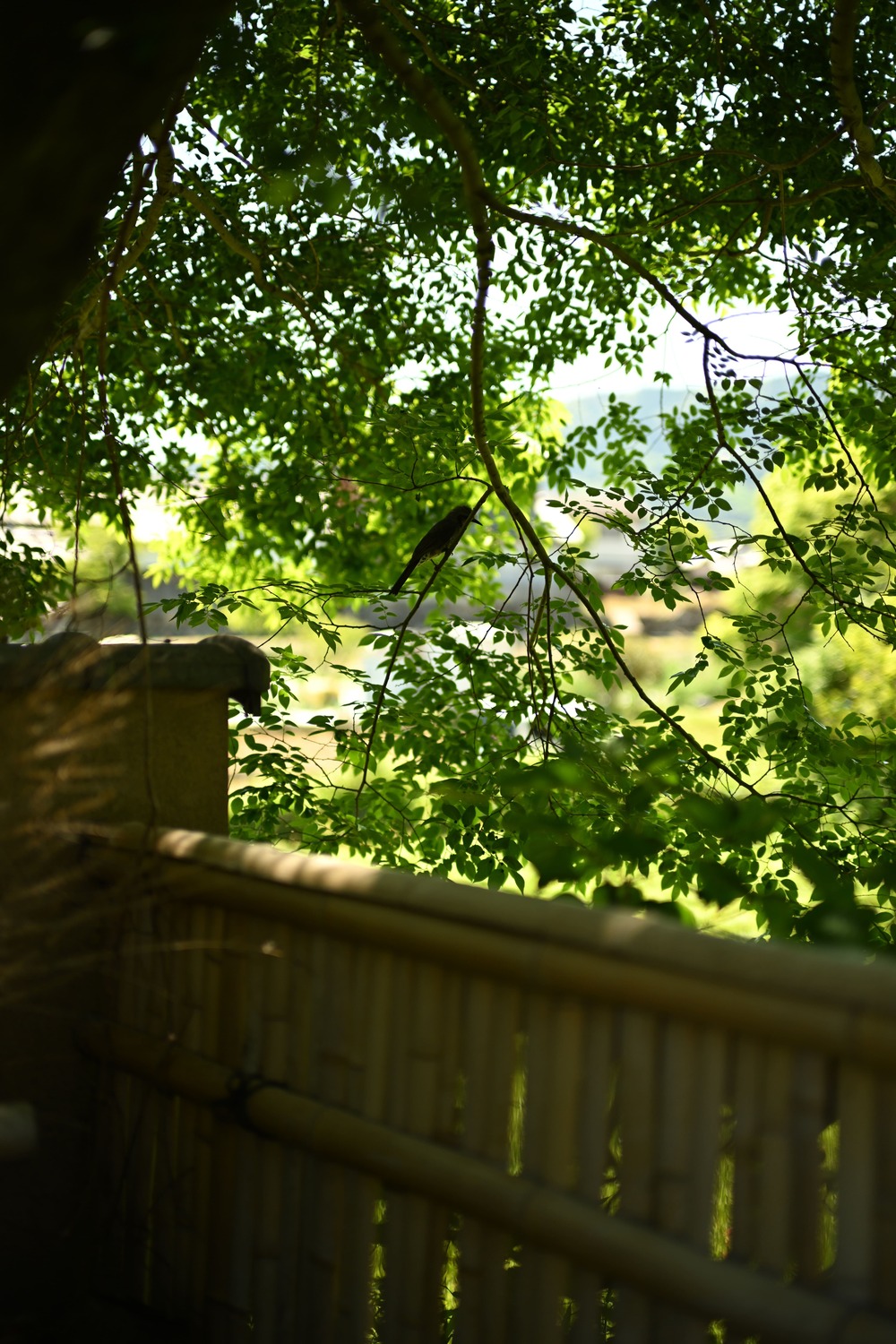 About “京藍” Kyoai