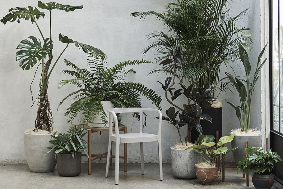 Botanical Life Actus Online アクタス オンライン