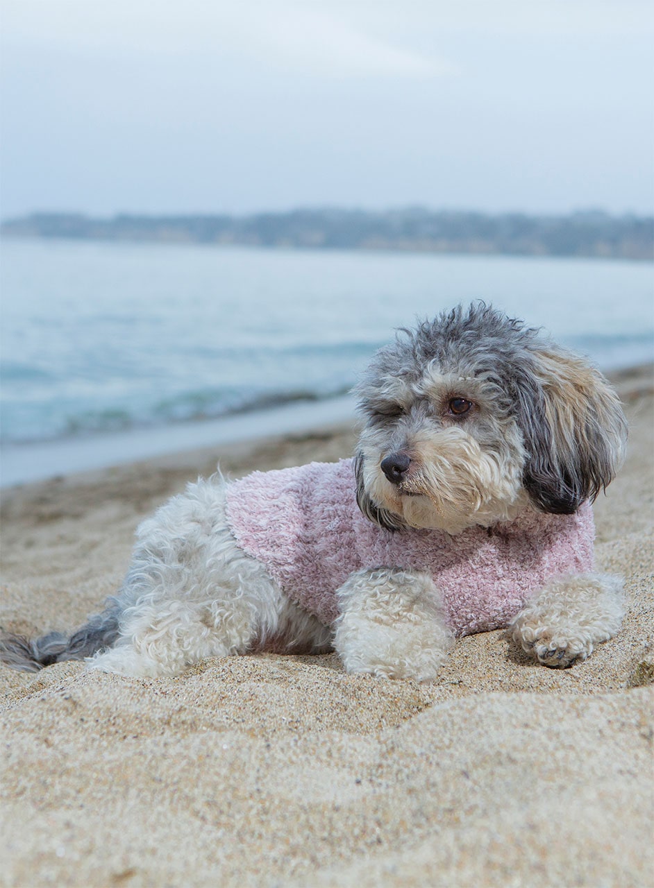 リブ ペットセーター コージーシック(9953100124) | | ベアフット