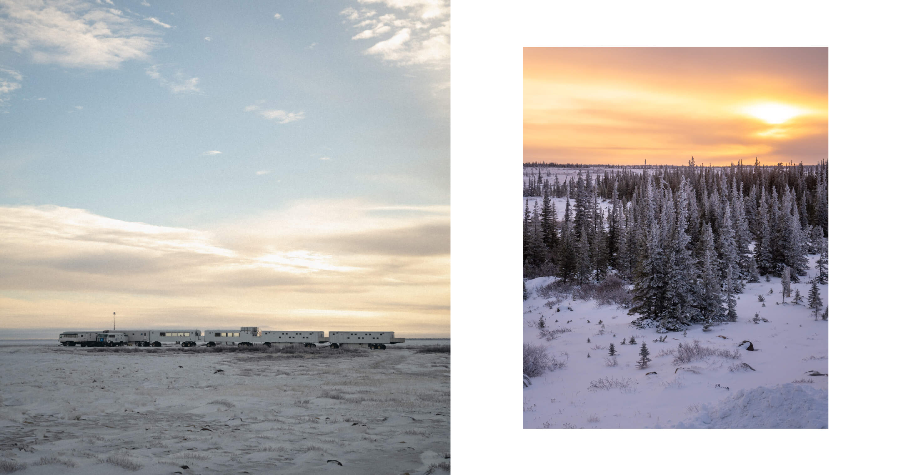 ホッキョクグマ