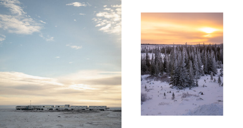 ホッキョクグマ