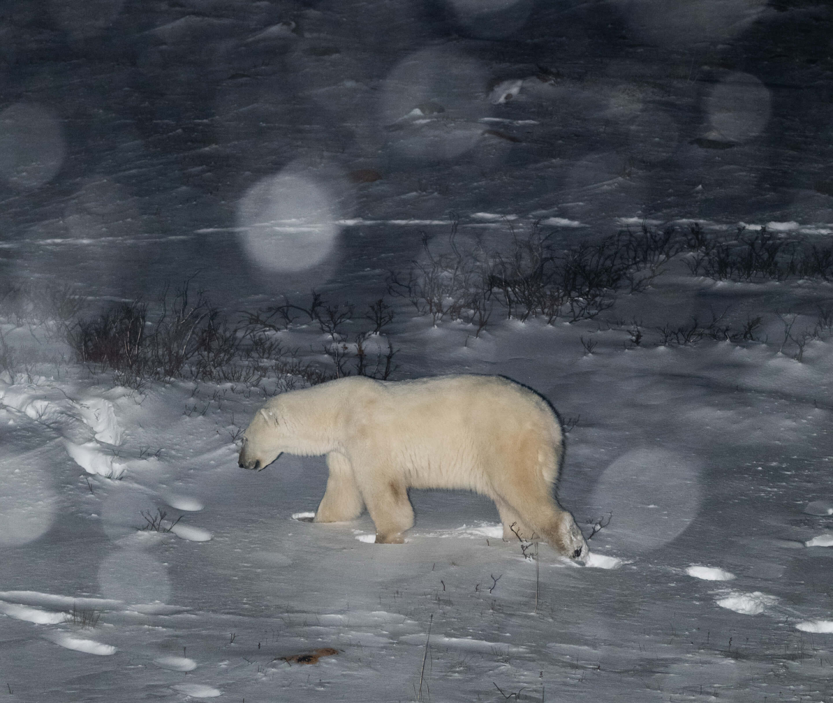 ホッキョクグマ