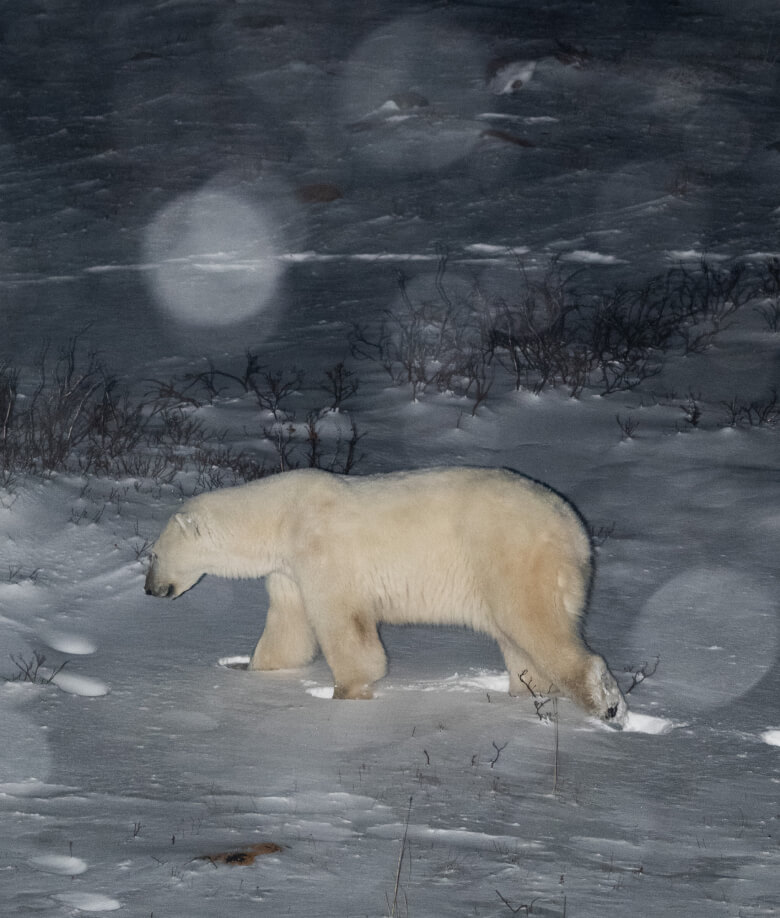 ホッキョクグマ