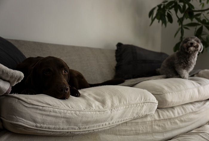 column_one_good_sofa_detail_03.jpg