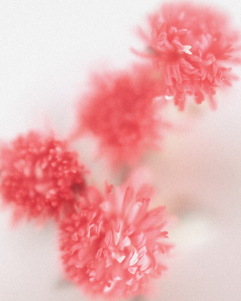 IN BLOOM